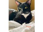 Frank, Domestic Shorthair For Adoption In Haltom City, Texas