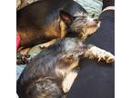 Simon, Terrier (unknown Type, Small) For Adoption In Covina, California
