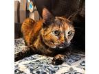 Hot Toddy, Domestic Shorthair For Adoption In Atascadero, California