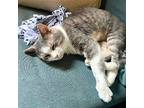 Champs, Domestic Shorthair For Adoption In Brooklyn, New York