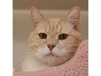 Ryan O'ray, Domestic Shorthair For Adoption In Philadelphia, Pennsylvania