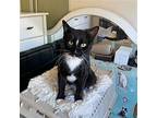 Clint, Domestic Shorthair For Adoption In Bronx, New York