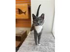 Milo, Domestic Shorthair For Adoption In Philadelphia, Pennsylvania