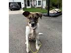 Ruby (winnie), Jack Russell Terrier For Adoption In Chapel Hill, North Carolina