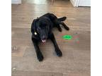 Jack, Labrador Retriever For Adoption In Woodland Hills, California