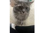 Silver, Domestic Longhair For Adoption In Dallas, Texas