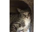 Griffin, Domestic Shorthair For Adoption In Salem, New Hampshire