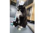 River, Domestic Longhair For Adoption In Powell River, British Columbia