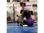 Paddington, Patterdale Terrier (fell Terrier) For Adoption In Grafon, Ohio