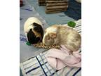 Minnie, Guinea Pig For Adoption In Vancouver, British Columbia