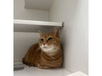 Garfield, Domestic Shorthair For Adoption In Reisterstown, Maryland
