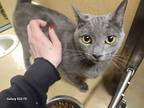 Brandy, Russian Blue For Adoption In Richmond, California