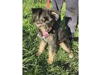 Bella, Terrier (unknown Type, Medium) For Adoption In Richmond, California