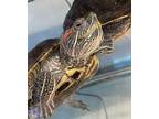 Little Bit, Turtle - Water For Adoption In Golden, Colorado