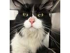 Bubbles, Domestic Longhair For Adoption In Golden, Colorado