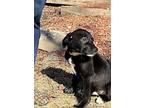 Ebony Sm, Labrador Retriever For Adoption In Warrior, Alabama