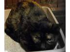 Shelly, Domestic Shorthair For Adoption In Safety Harbor, Florida