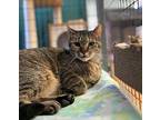 Madame Squeaks, Domestic Shorthair For Adoption In Kingston, New York