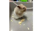 Macadamia, Hamster For Adoption In Surrey, British Columbia