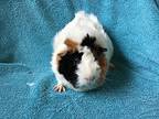 Delila, Guinea Pig For Adoption In Imperial Beach, California