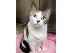 Stella, Domestic Shorthair For Adoption In Atlantic City, New Jersey