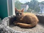Colby, Domestic Shorthair For Adoption In Joppa, Maryland