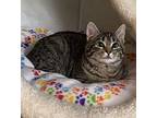 Cynder, Domestic Shorthair For Adoption In Virginia Beach, Virginia