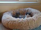 Anna & Elsa Bonded Sisters, Domestic Shorthair For Adoption In Los Altos Hills