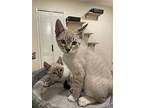 The Cup Litter:tumbler,yeti,stan,thermos,teacup, Siamese For Adoption In Los