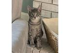 Apollo, Domestic Shorthair For Adoption In Cincinnati, Ohio