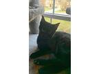 Persephone, Domestic Shorthair For Adoption In Cincinnati, Ohio