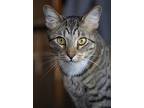 Pickles, Domestic Shorthair For Adoption In Chicago, Illinois