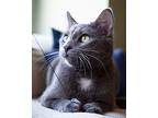 Barney, Domestic Shorthair For Adoption In Chicago, Illinois