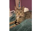 Hercules, Domestic Shorthair For Adoption In Melville, New York