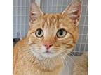 Butter, Domestic Shorthair For Adoption In Chicago, Illinois