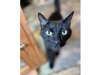 Voodoo, Domestic Shorthair For Adoption In Athens, Tennessee