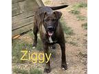 Ziggy, Labrador Retriever For Adoption In Athens, Tennessee