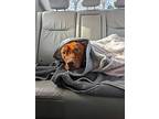 Red, American Pit Bull Terrier For Adoption In La Grange, Illinois