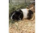 Pancake, Guinea Pig For Adoption In Novato, California