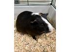 Morty, Guinea Pig For Adoption In Novato, California
