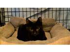 Othello Bradley, Domestic Shorthair For Adoption In West Bloomfield, Michigan