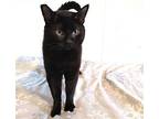 Frisky Midnight Panther, Domestic Shorthair For Adoption In Springfield, Oregon