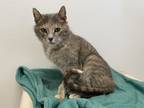 Katniss, Domestic Shorthair For Adoption In Madison, Wisconsin