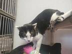 Oppa, Domestic Shorthair For Adoption In Cortland, New York