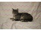 Haven, Domestic Shorthair For Adoption In Smithfield, North Carolina