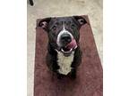 Duke, American Pit Bull Terrier For Adoption In Defiance, Ohio