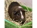 Tummy, Guinea Pig For Adoption In Sacramento, California