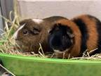 Edmund, Guinea Pig For Adoption In Sacramento, California