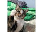 Mimi, Domestic Shorthair For Adoption In Manhattan, Kansas