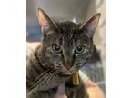 Mama - Available, Domestic Shorthair For Adoption In Stanwood, Washington